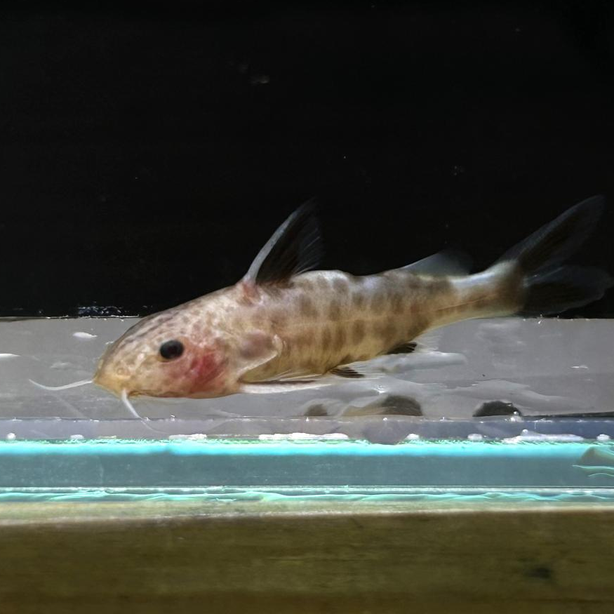 Ｓｙ，アルビノペトリコラ（ブリード）