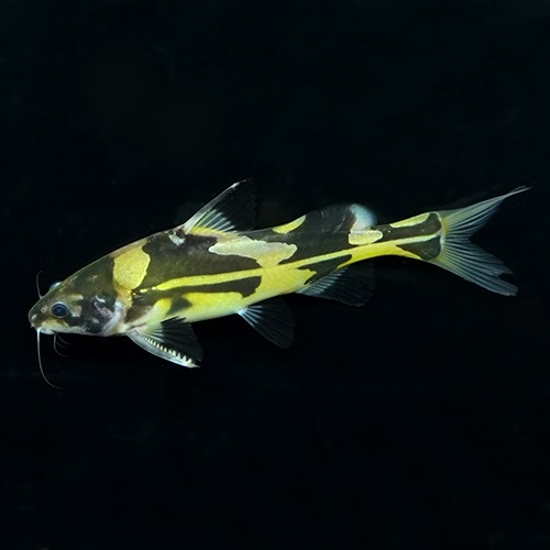 マーブルランサー（ＭＬ）