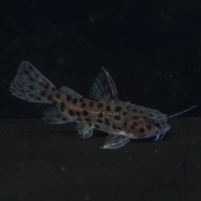 スポットジャガーキャット（ペルー）