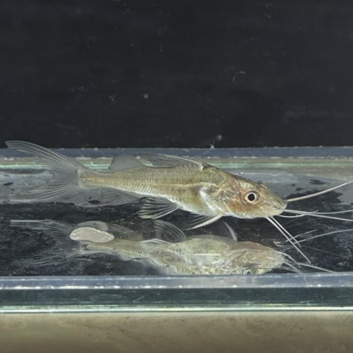 ピメロディアｓｐグリーンライン（ペルー）