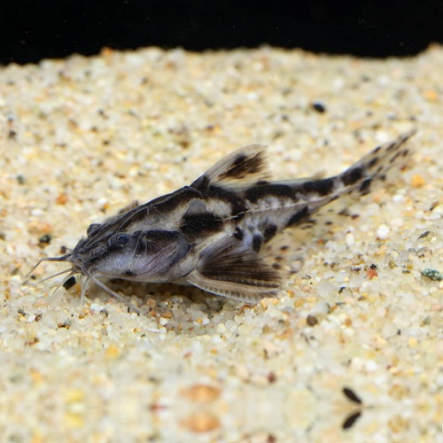 メガロドラス（ペルー）