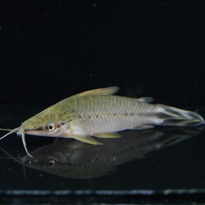 フラッグテールポートホールキャット（ラブレア）