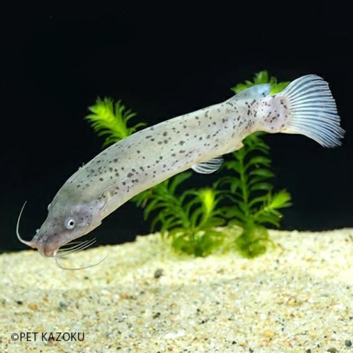 ロングノーズデンキナマズ（コンゴ）（Ｓ）