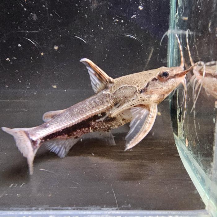 ハンコッキーアンブリドラス（ペルー）