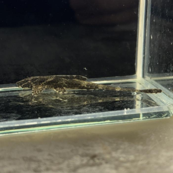 リネロリカリアＳＰローライマ