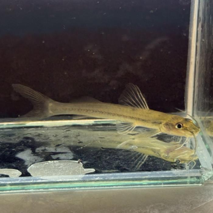 ピメロディア・グラキリス（リオ　カショーホ）