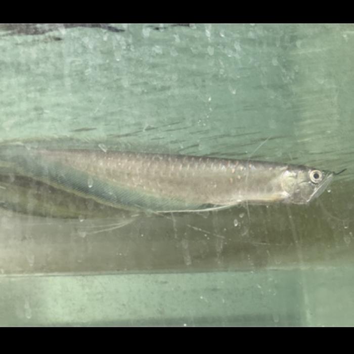 ワイルドブラックアロワナ（コロンビア）（Ｌ）