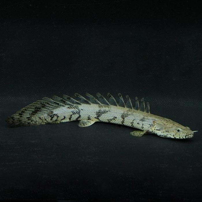 Ｐｏ，エンドリケリー(ブリード）（Ｌ）