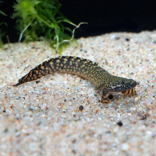 Ｐｏ オルナティピンニス（コンゴ）（Ｍ）