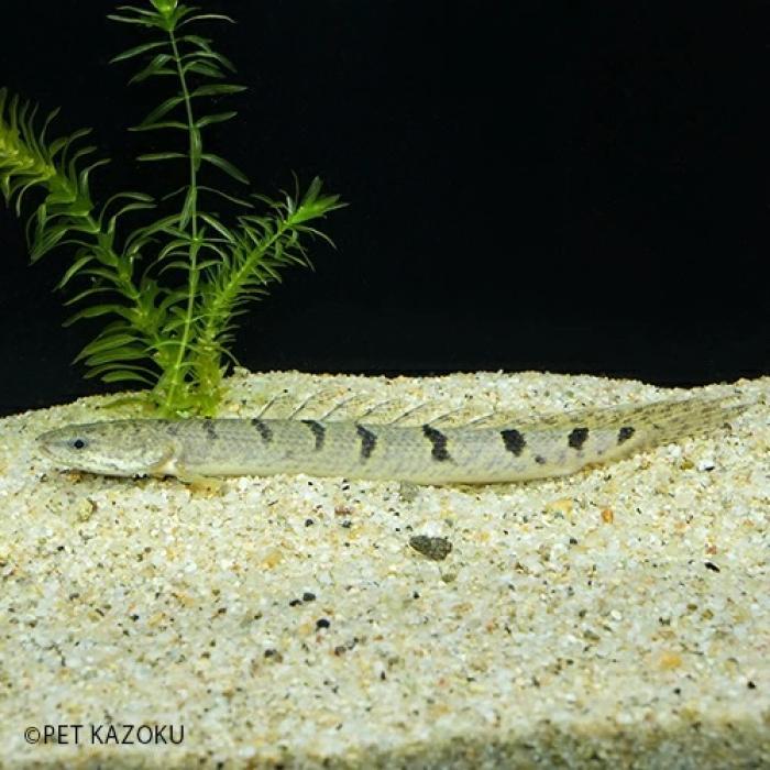 Ｐｏ，デルヘッジー（コンゴ）（Ｍ）