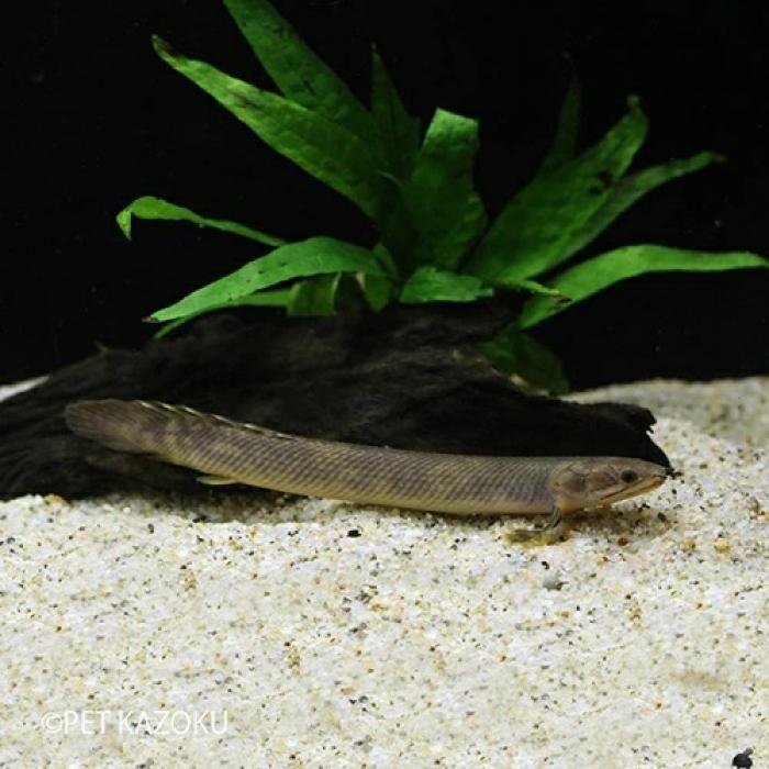 Ｐｏ，モケレンベンベ（コンゴ）（Ｌ）