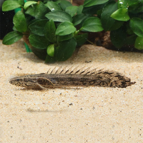 Ｐｏ，ラプエン（ブリード）（ラプラディＸエンドリケリー）