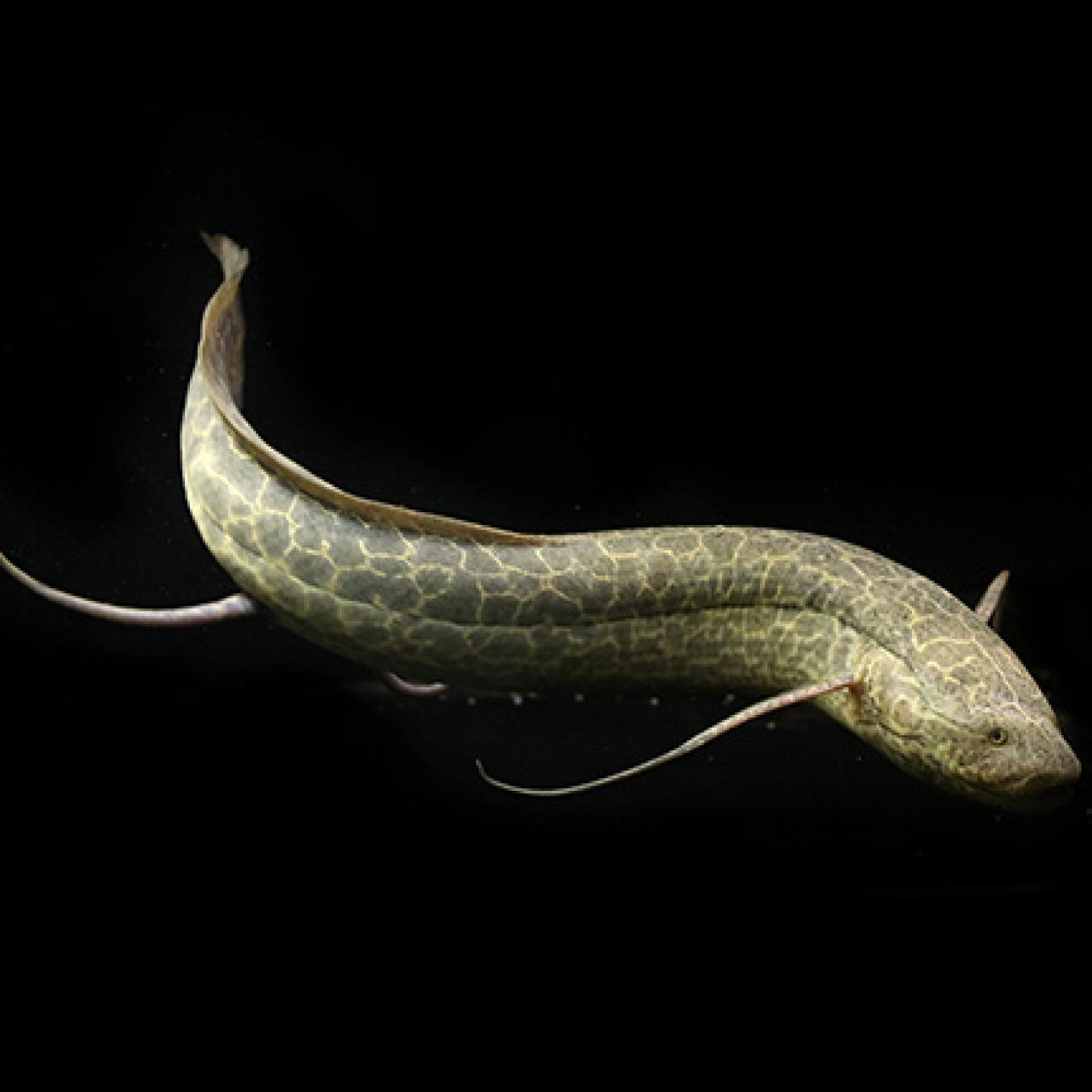 Ｐｒｏ エチオピクス（コンゴ）（Ｌ）