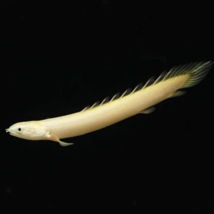 Ｐｏ，プラチナセネガルス（ブリード）※１月限定特価