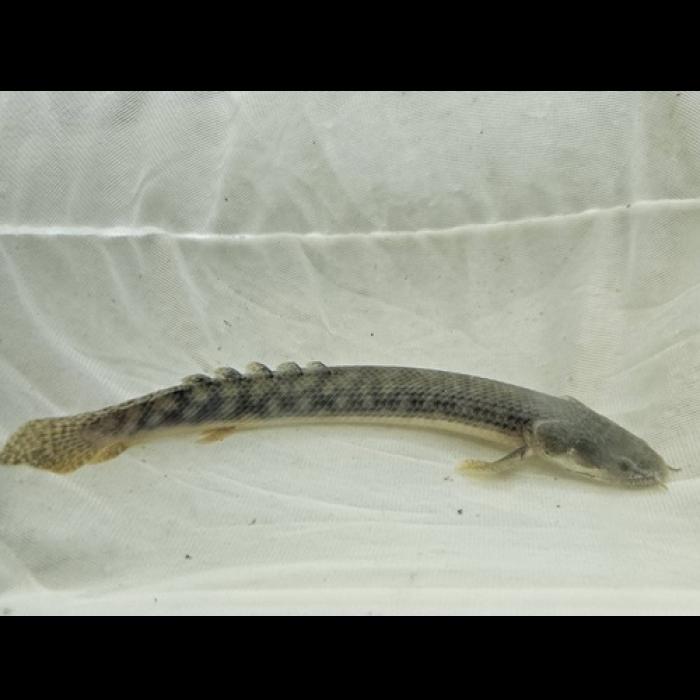 Ｐｏ，ザイールグリーン（コンゴ）（Ｍ）