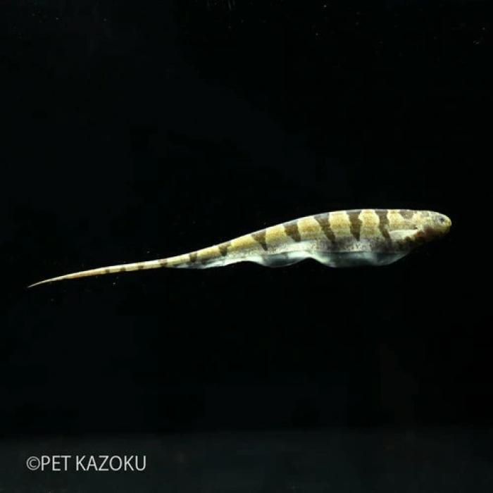 リーフナイフフィッシュ（ペルー）