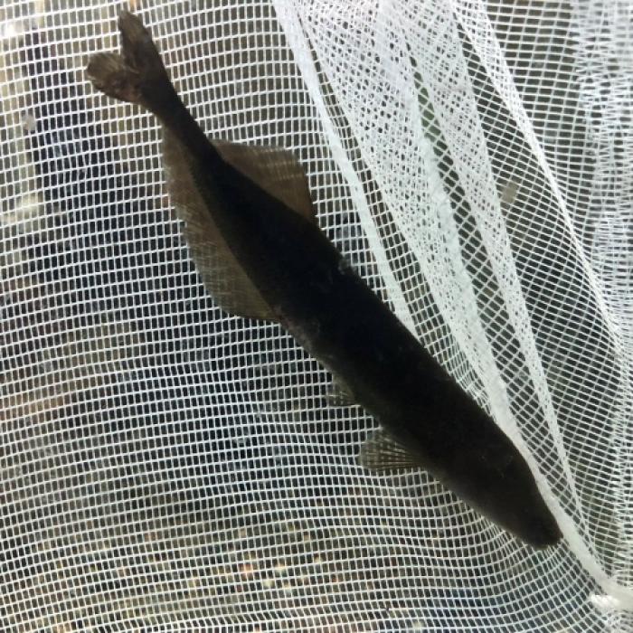 モルミロプス・アングイロイデス（コンゴ）