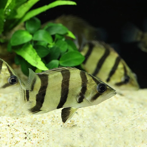 フォーバータイガーフィッシュ（ベトナム）（Ｍ）