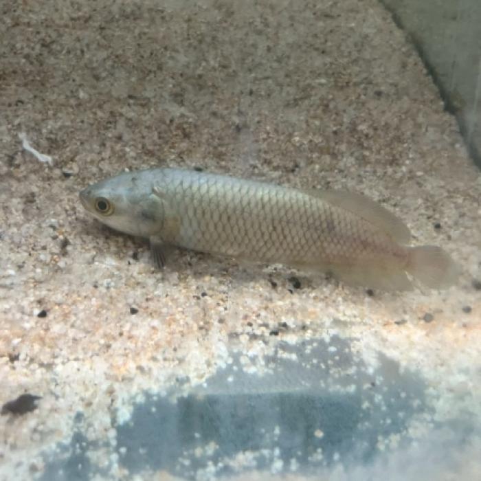 ナイルアロワナ（ワイルド）