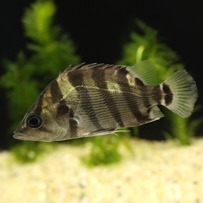 メニーバーナンダス（ベトナム）（Ｍ）