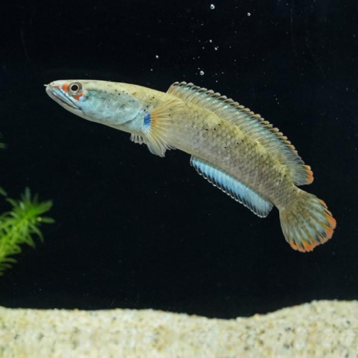 アイズファイヤースネークヘッド（ＳＭ）