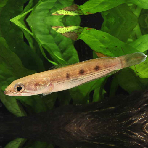 フラワートーマン（ＳM）