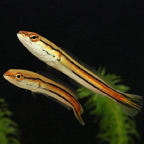 レッドスネークヘッド（インドネシア）