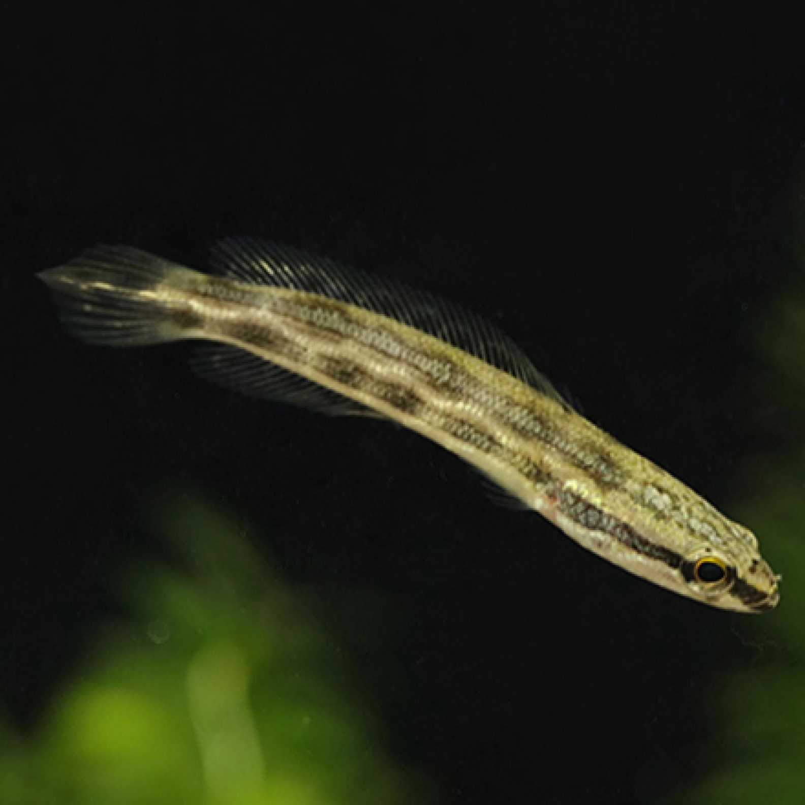 アーモンドスネークヘッド（インドネシア）