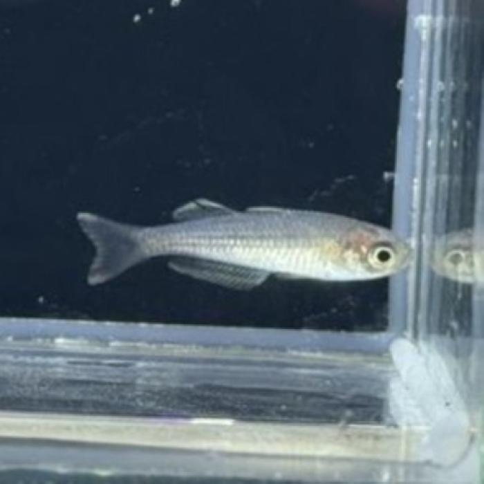 メラノタエニア　ピグマエア