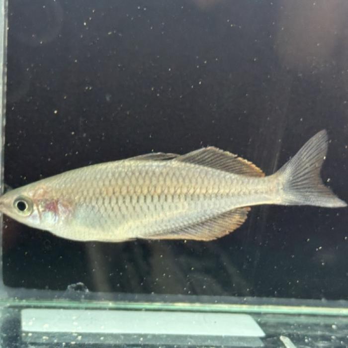 メラノタエニアｓｐ．Ｋａｌｉ　ＫＬＡＤＥＭＡＫ（ブリード）