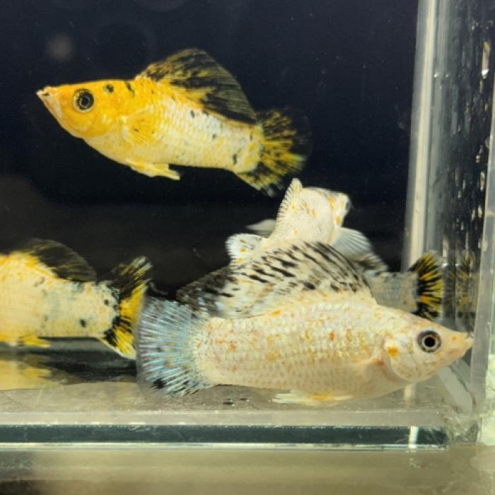 ニンジャモーリー