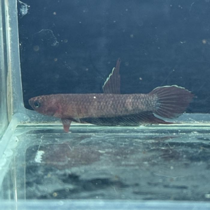 ワイルドベタ・イアスピス（ペア）