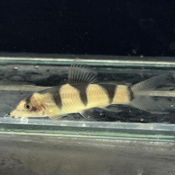 クラウンパキスタンローチ