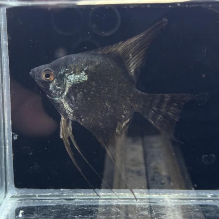 フィリピンスモーキーエンゼル（Ｍ）