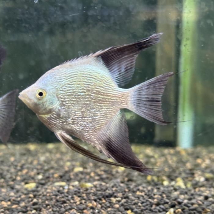 ダイヤモンドブルガリアンシールﾎﾟイントエンゼル（Ｍ）