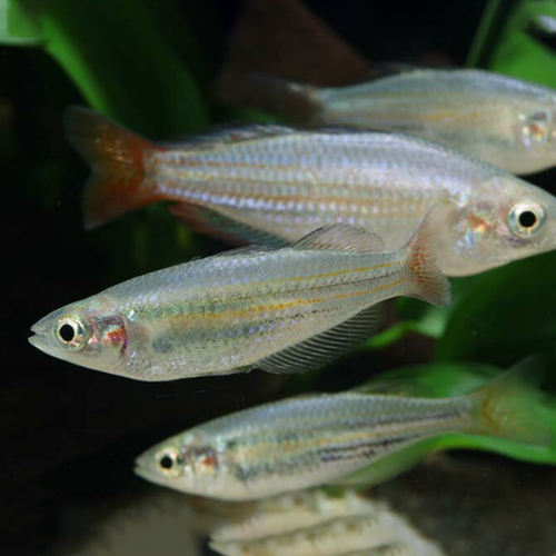 オーストラリアンドワーフレインボー