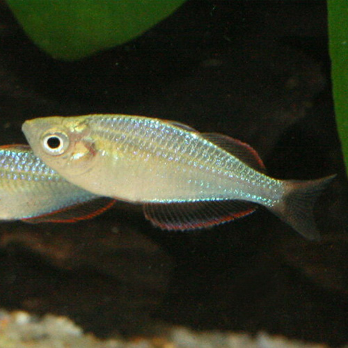 ネオンドワーフレインボー