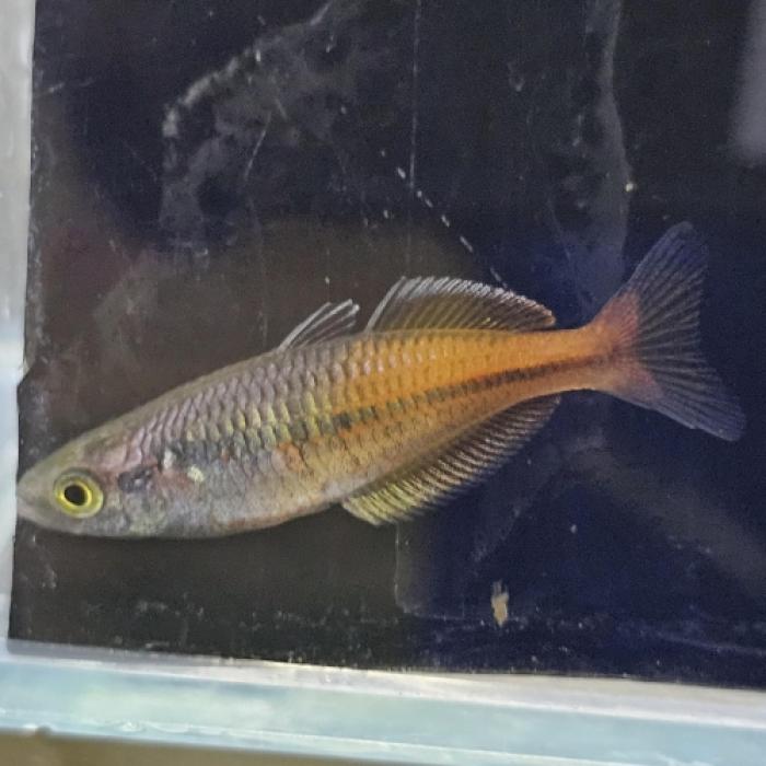 メラノタエニア・ボエセマニー　レッド（ＥＵブリード）