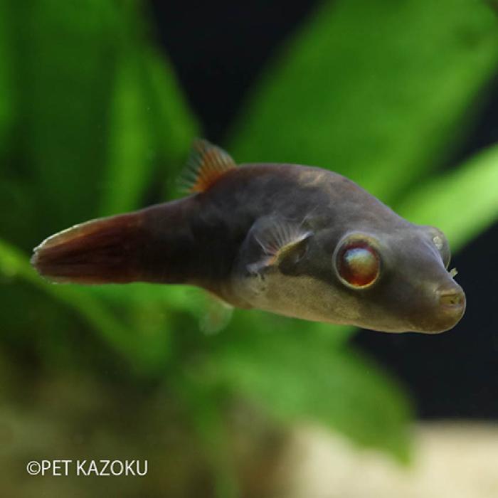 レッドテールアカメフグ（インドネシア）