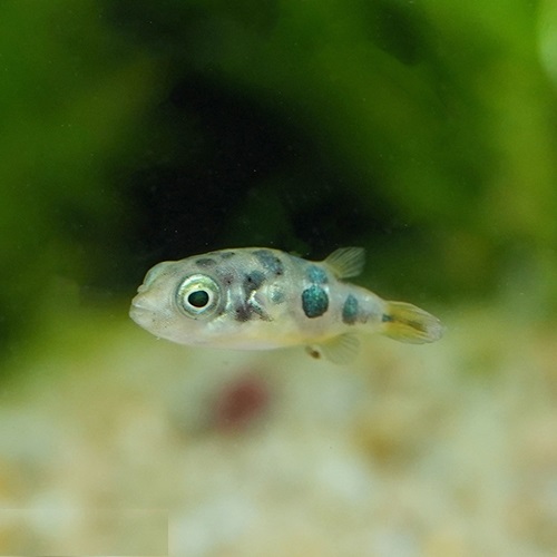 アベニーパファー（ブリード）（Ｌ）