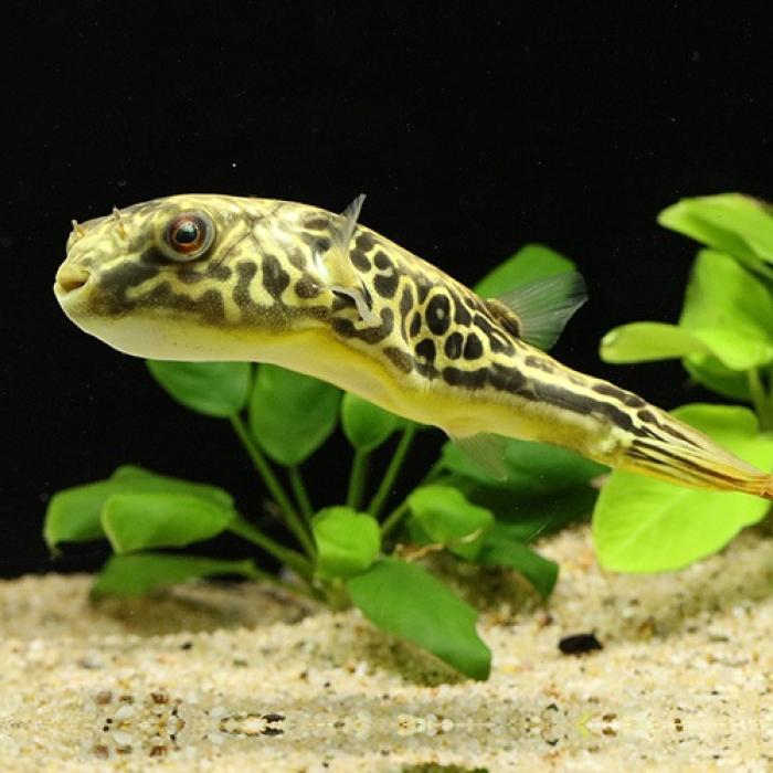 テトラオドン・ムブ（コンゴ）（Ｌ）