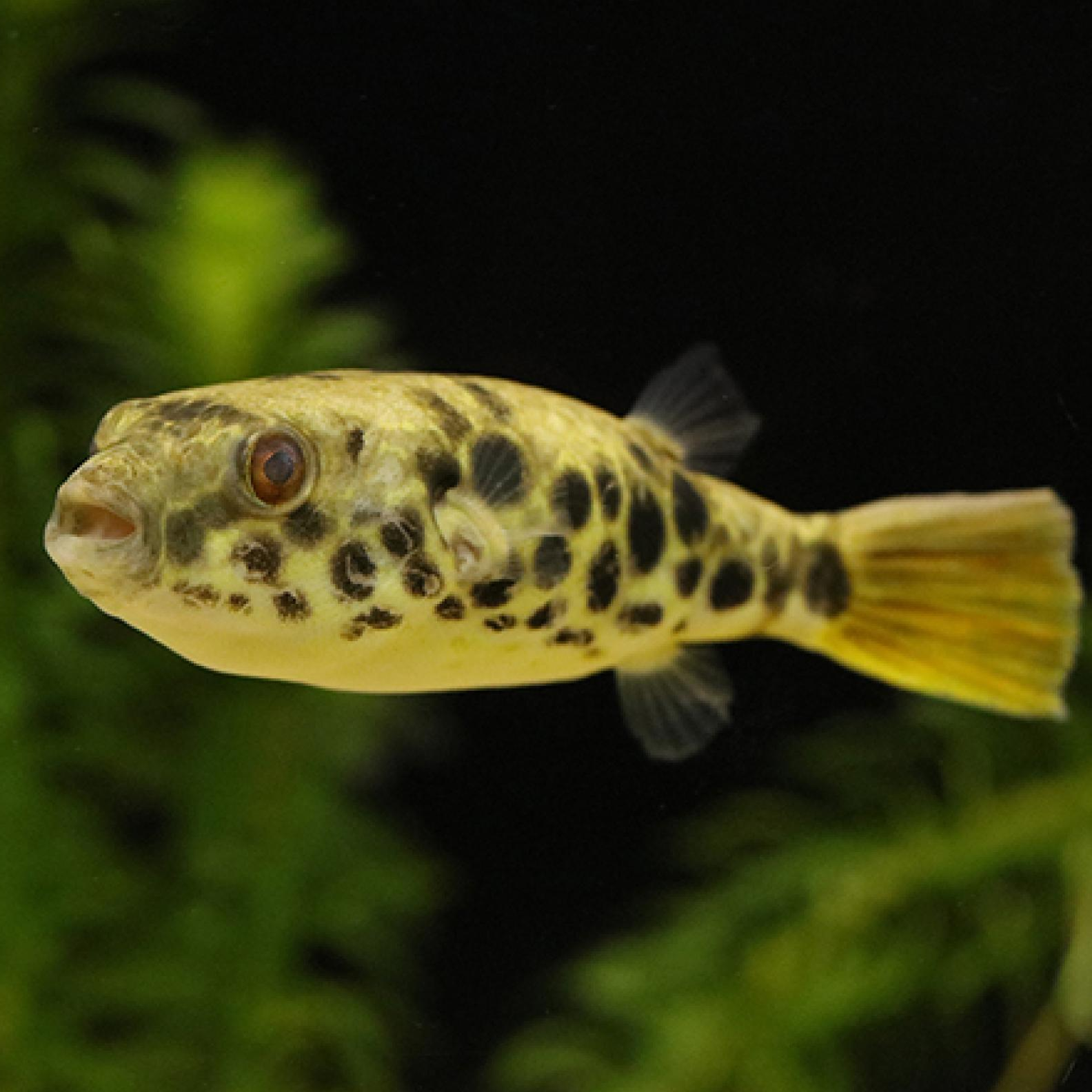 テトラオドン・ショウテデニー（コンゴ）（Ｍ）