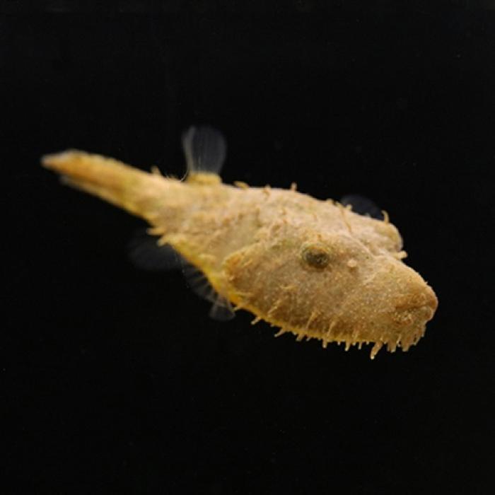 テトラオドン・バイレイ（毛フグ）（Ｌ）