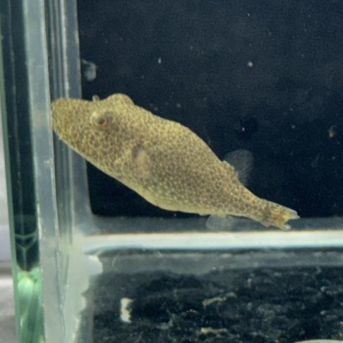 テトラオドン・バイレイ（毛フグ）（Ｓ）