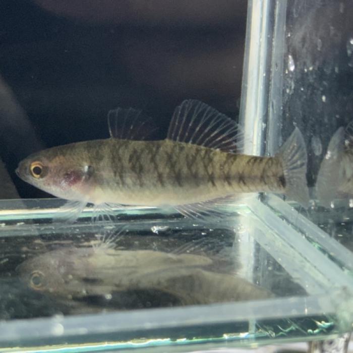 エンパイアガジョン（インドネシア）※雌雄指定不可