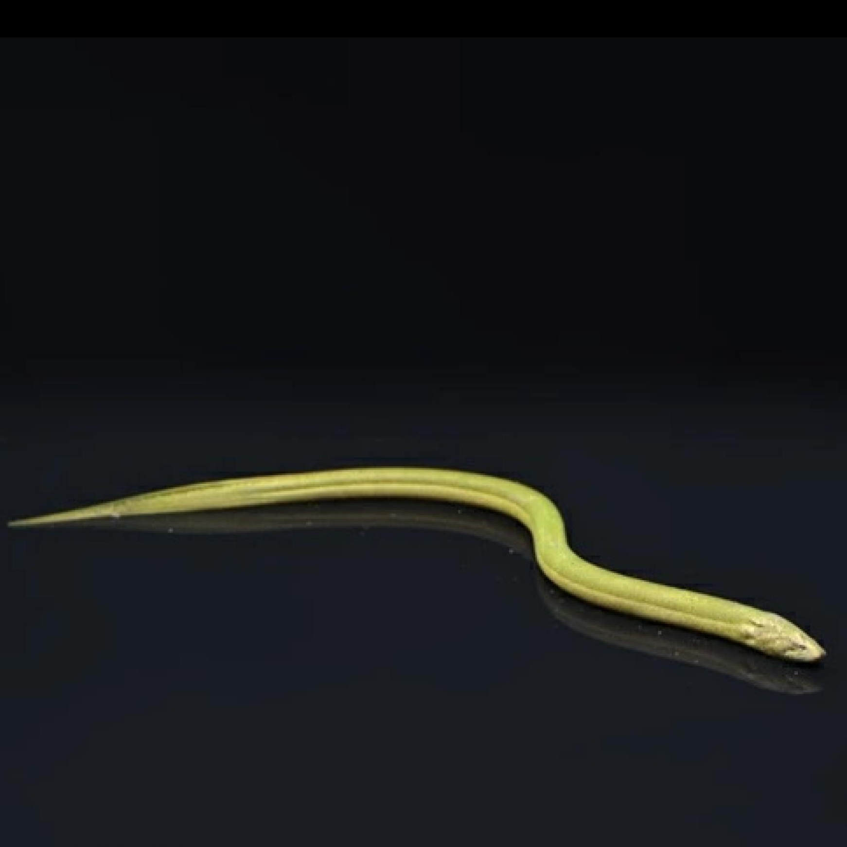 タウナギ（インドネシア）