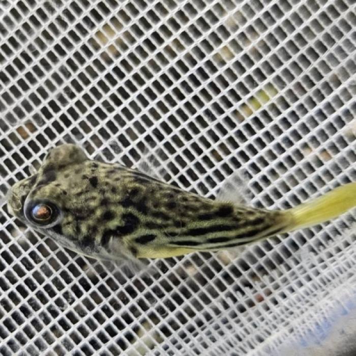 テトラオドン・パストゥレイタス（ブリード）