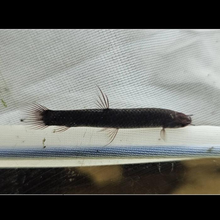 アフリカンマッドフィッシュ（Ｍ）