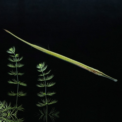 レッドラインパイプフィッシュ（インドネシア）