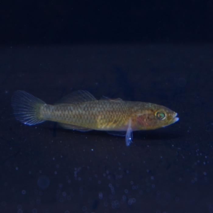 スラウェシイエローゴビー